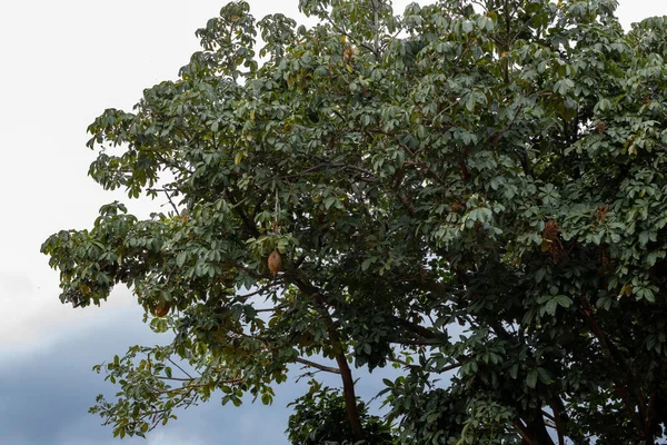 Δέντρο Ανεφοδιασμού Της Βραζιλίας Του Είδους Pachira Aquatica — Φωτογραφία Αρχείου