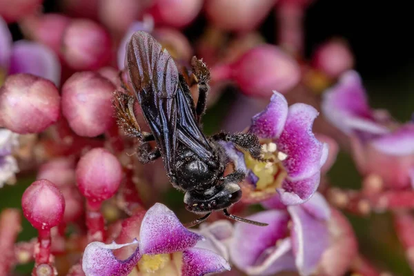 Abelha Sem Ferrão Fêmea Adulta Gênero Trigona Uma Flor Starfruit — Fotografia de Stock