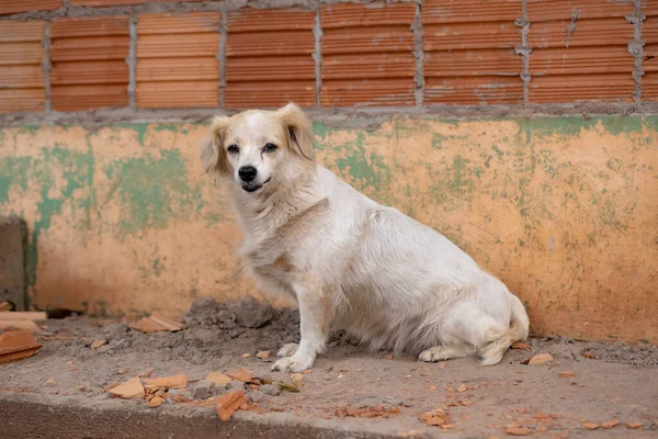 Anjing Domestik Sebuah Peternakan Dengan Fokus Selektif — Stok Foto