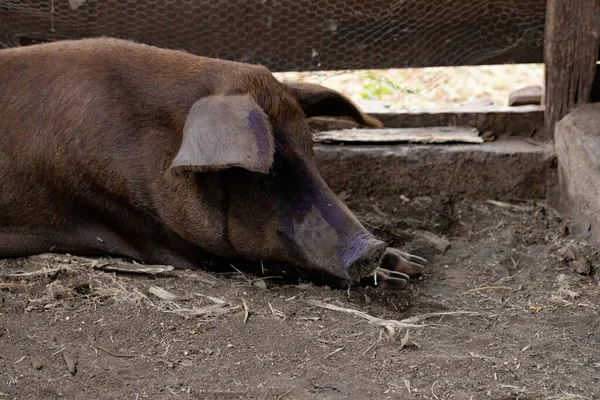 Black pig bred in farm sty with selective focus