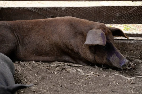 Porco Preto Criado Pocilga Com Foco Seletivo — Fotografia de Stock