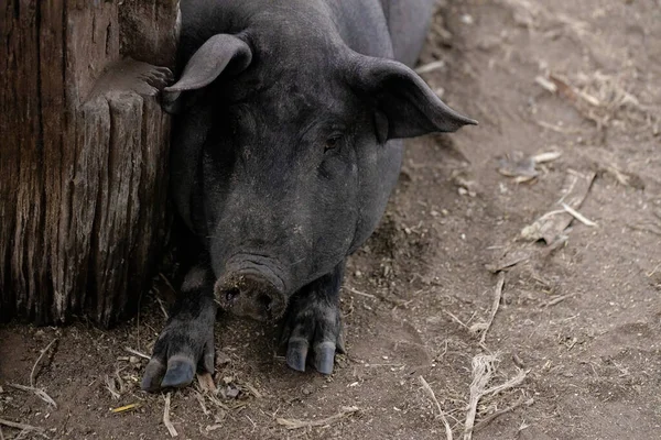 Porco Preto Criado Pocilga Com Foco Seletivo — Fotografia de Stock