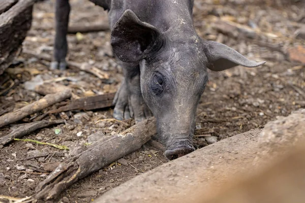 Schwarzes Schwein Stall Mit Selektivem Fokus Gezüchtet — Stockfoto