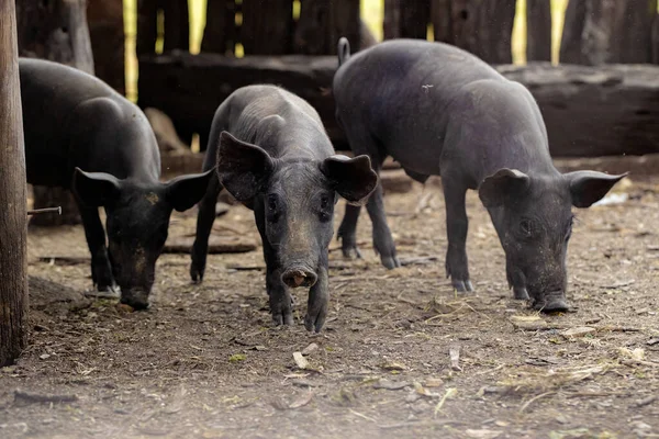 選択的焦点でファームスティで飼育黒豚 — ストック写真