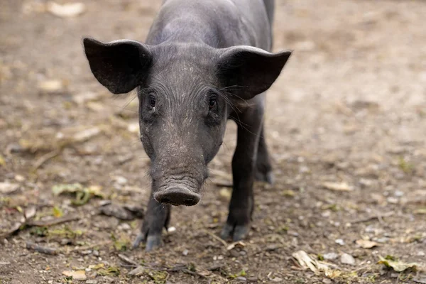 Cerdo Negro Criado Pocilga Granja Con Enfoque Selectivo —  Fotos de Stock