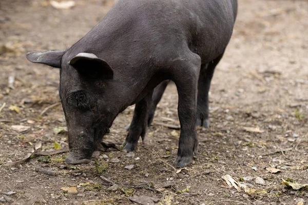 Maiale Nero Allevato Fattoria Sty Con Attenzione Selettiva — Foto Stock