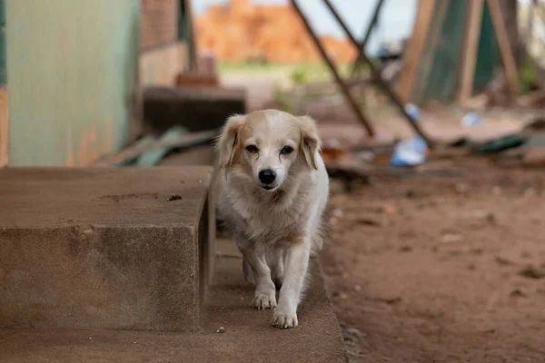 domestic dog on a farm with selective focus