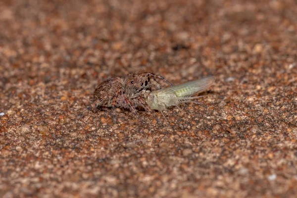 Malý Skákající Pavouk Druhu Marma Nigritarsis Kořist Typické Leafhopper Čeledi — Stock fotografie