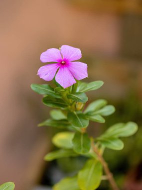 Madagaskar Periwinkle bitki türü Catharanthus Roseus
