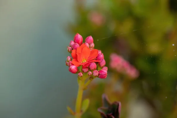 Flor Vermelha Katy Flamejante Espécie Kalanchoe Blossfeldiana Com Foco Seletivo — Fotografia de Stock