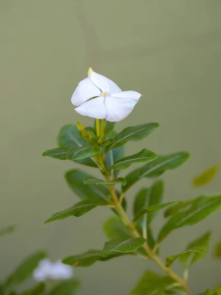 Madagascar Periwinkle Planta Especie Catharanthus Roseus — Foto de Stock