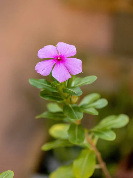 Madagáscar Periwinkle Planta Espécie Catharanthus Roseus — Fotografia de Stock