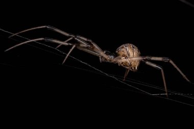 Dişi Yetişkin Kahverengi Dul Latrodectus geometriksi