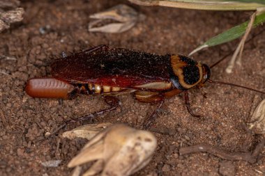 Periplaneta australasiae türünün Avustralya hamamböceği yumurtlar.