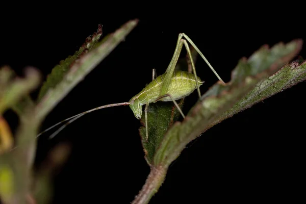 Phaneropterinae Alcsalád Katydid Nimfája — Stock Fotó