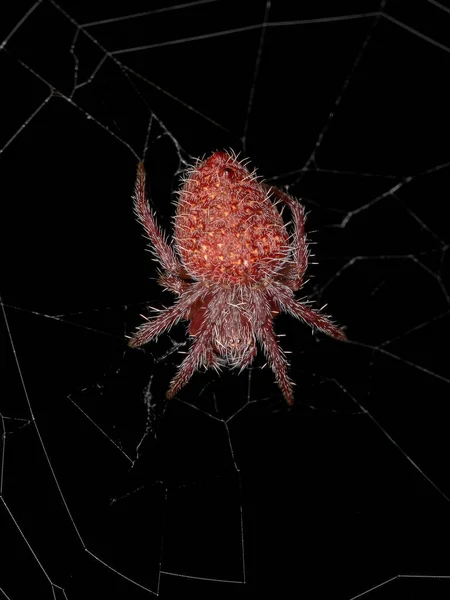 Malá Červená Typický Orbweaver Druhu Eriophora Edax — Stock fotografie