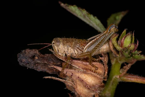 Acrididae Család Rövidszarvú Szöcske Nimfája — Stock Fotó