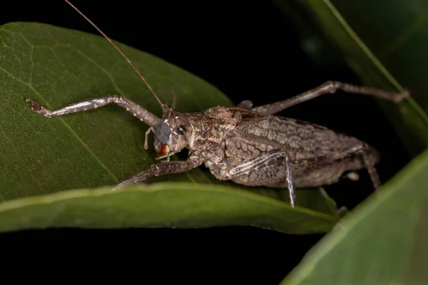 Veri Adulti Katydid Della Sottofamiglia Pseudophyllinae — Foto Stock