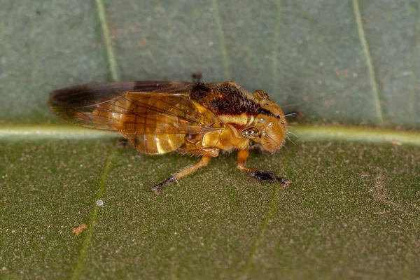 Yellow Small Typical Leafhopper Genus Teletusa Animal Mimicking Bee — Stock Photo, Image