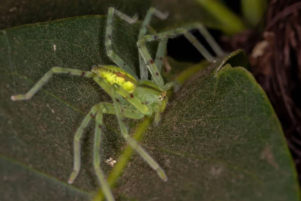 Caçador Verde Aranha Espécie Família Sparassidae — Fotografia de Stock