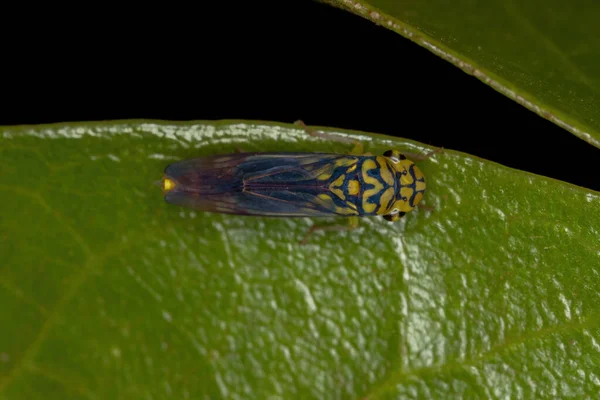 Adulto Leafhopper Típico Espécie Dilobopterus Costalimai — Fotografia de Stock