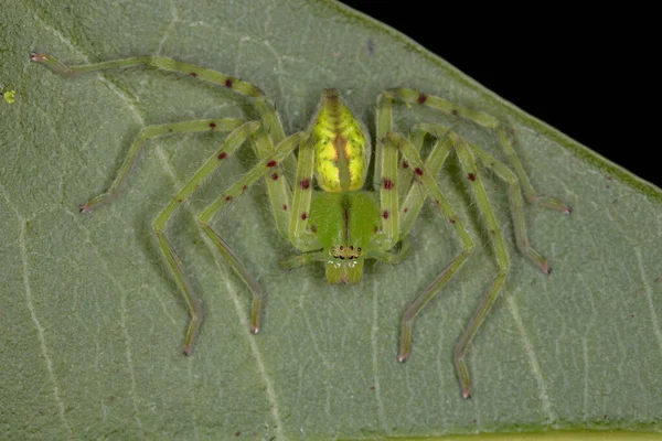 Grüne Jagdspinne Der Art Familie Sparassidae — Stockfoto