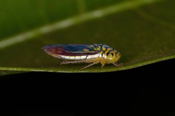 Dospělý Typický Leafhopper Druhu Dilobopterus Costalimai — Stock fotografie