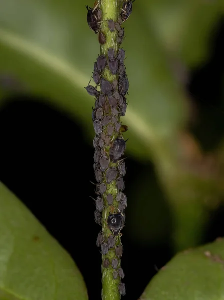 Kleine Zwarte Bladluizen Van Familie Aphididae — Stockfoto