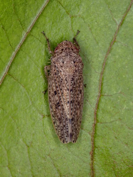 Pequeno Leafhopper Típico Tribo Gyponini — Fotografia de Stock