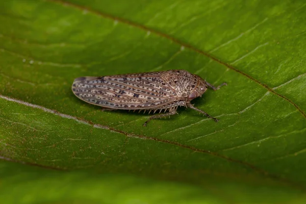 Pequeno Leafhopper Típico Tribo Gyponini — Fotografia de Stock