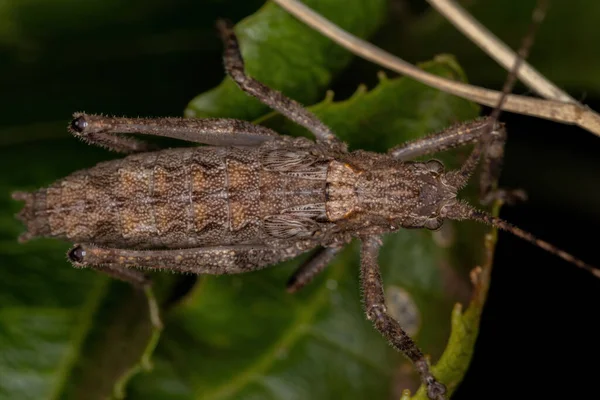 Αληθινή Νύμφη Katydid Της Υποοικογένειας Pseudophyllinae — Φωτογραφία Αρχείου