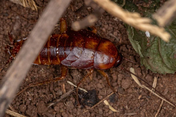 Periplaneta americana türünün Amerikan Hamamböceği Periplaneta Nymph 'i