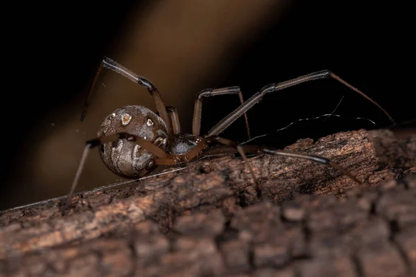 Samice Dospělá Hnědá Vdova Druhu Latrodectus Geometricus — Stock fotografie