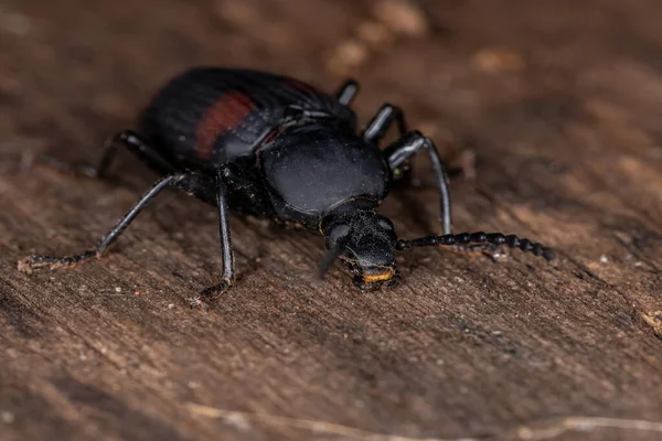 Zophobas Kuadrimaculatus Türünün Yetişkin Karanlık Böceği — Stok fotoğraf