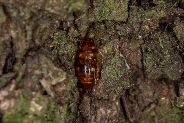 Australian Cockroach Nymph Species Periplaneta Australasiae — Stock Photo, Image