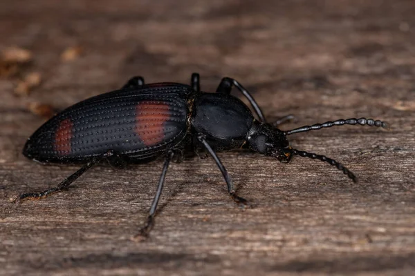 Escarabajo Oscuro Adulto Especie Zophobas Quadrimaculatus — Foto de Stock