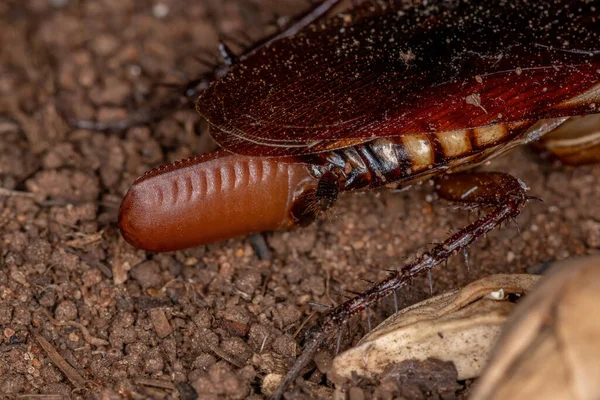 Australische Kakkerlak Van Soort Periplaneta Australasiae Die Eieren Legt — Stockfoto