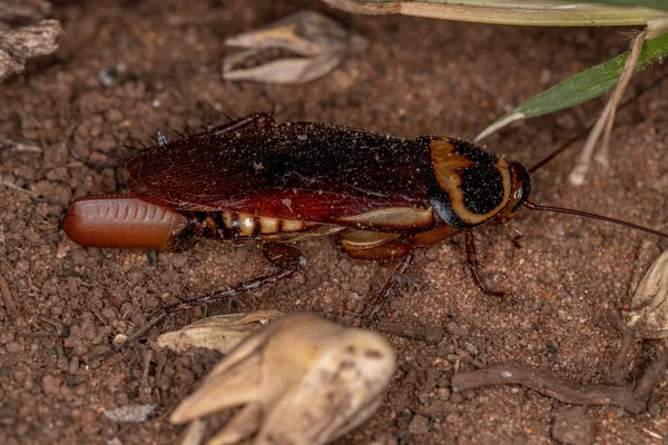 Australische Schabe Der Art Periplaneta Australasiae Legt Eier — Stockfoto