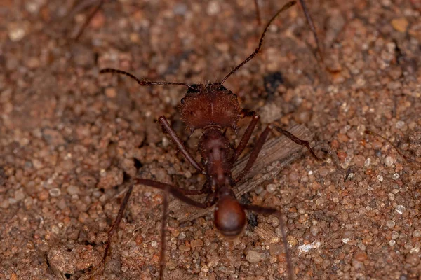 Atta Leaf Cutter Ant Släktet Atta Arbetar — Stockfoto