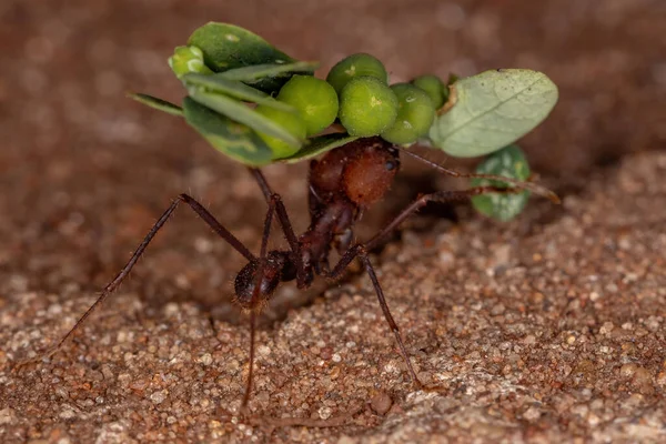 Atta Leaf Cutter Ant Genus Atta Working — Stock Photo, Image