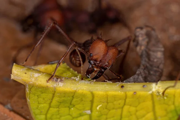 Semut Pemotong Daun Dari Atta Genus Bekerja — Stok Foto