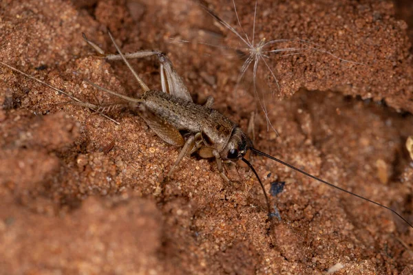 Kleine Veldkrekel Van Stam Modicogryllini — Stockfoto