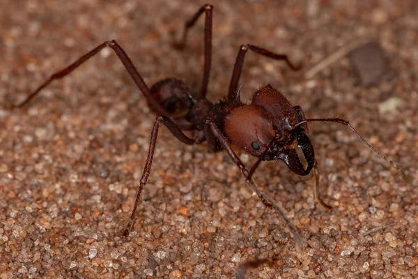 Atta Leaf Cutter Ant Genus Atta Work — стоковое фото