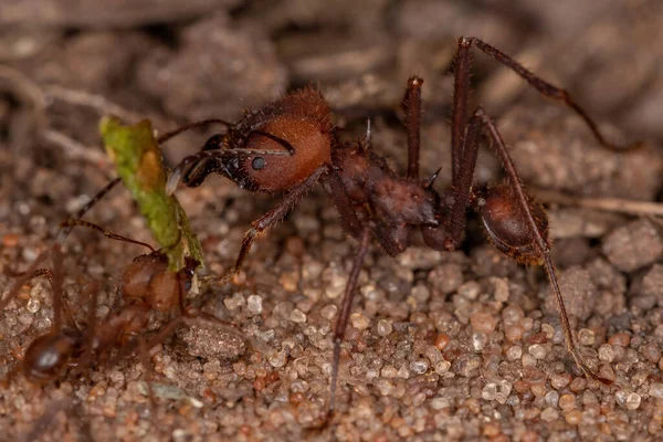 阿塔切叶蚁属的工作原理 — 图库照片