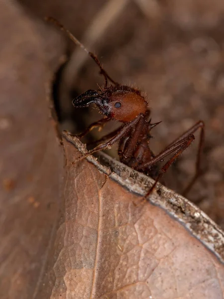 阿塔切叶蚁属的工作原理 — 图库照片