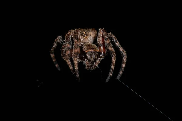 Parawixia Cinsinden Küçük Orbweaver Örümceği — Stok fotoğraf