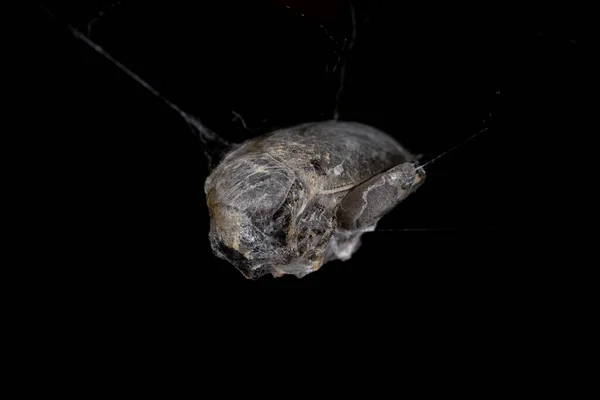 Besouro Ordem Coleoptera Caçado Por Uma Aranha Viúva Castanha Presa — Fotografia de Stock