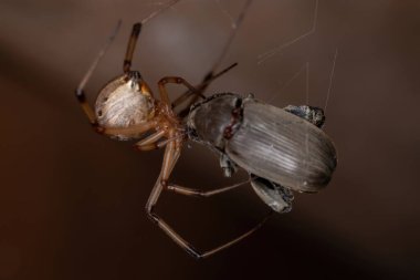 Female Adult Brown Widow of the species Latrodectus geometricus preying on a beetle clipart