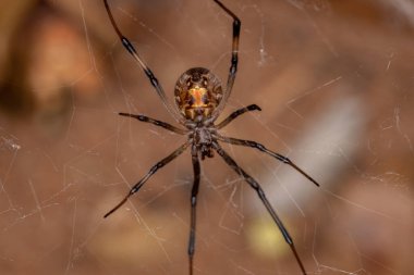 Dişi Yetişkin Kahverengi Dul Latrodectus geometriksi
