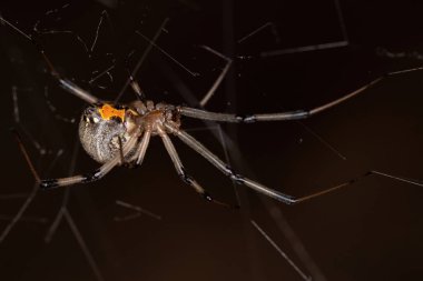 Dişi Yetişkin Kahverengi Dul Latrodectus geometriksi